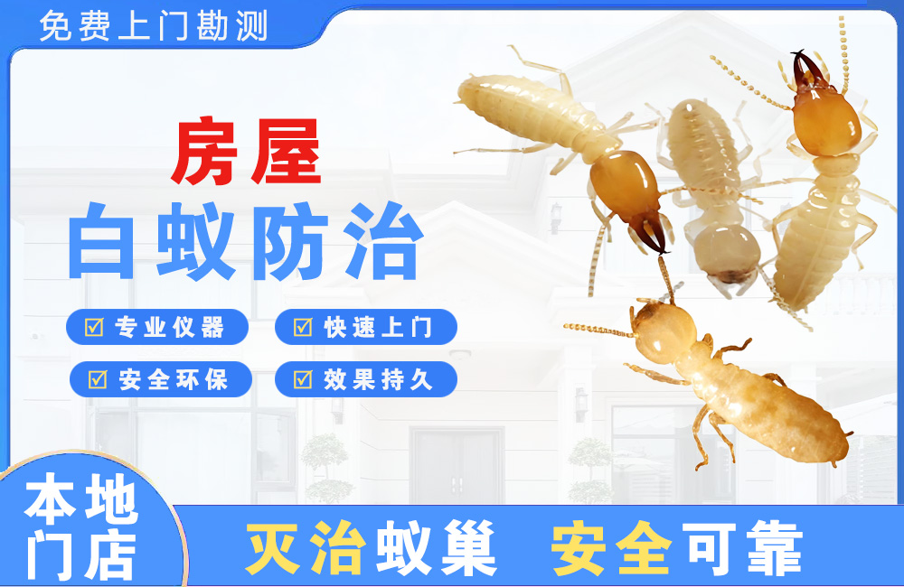 绍兴房屋白蚁防治